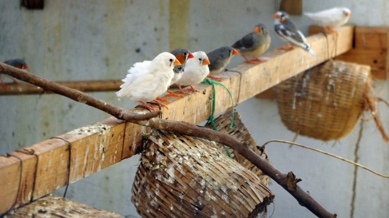 Peluang Usaha Ternak Burung Puyuh Ini Cara Memulainya