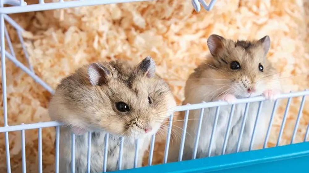 6 Cara Memulai Bisnis Hamster, Perhatikan Perawatannya, Ya!