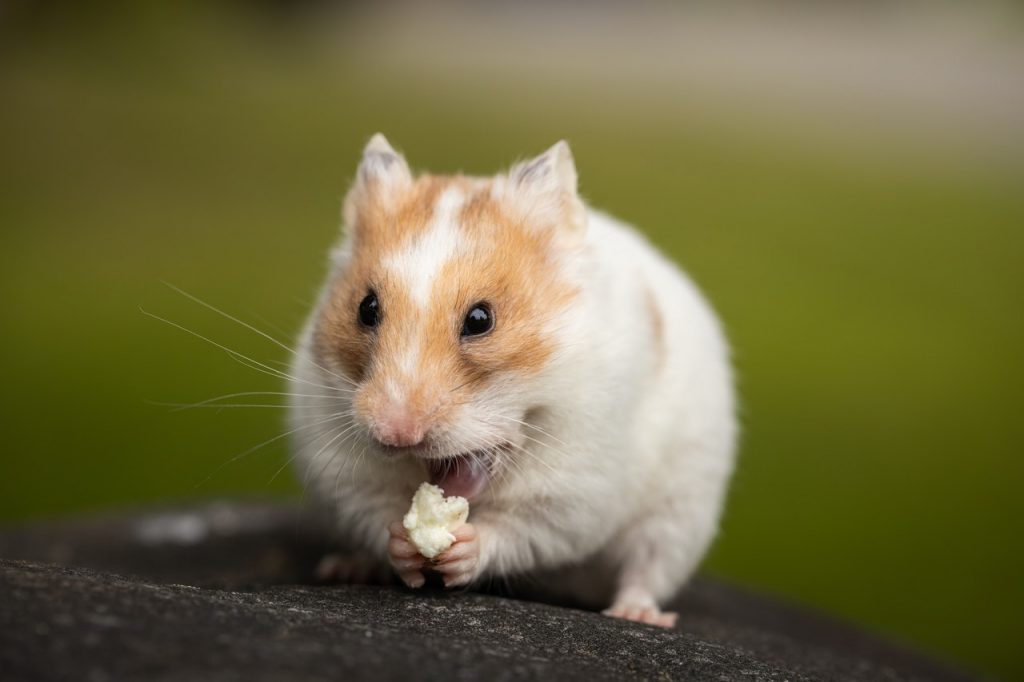 jenis hamster untuk dibudidayakan