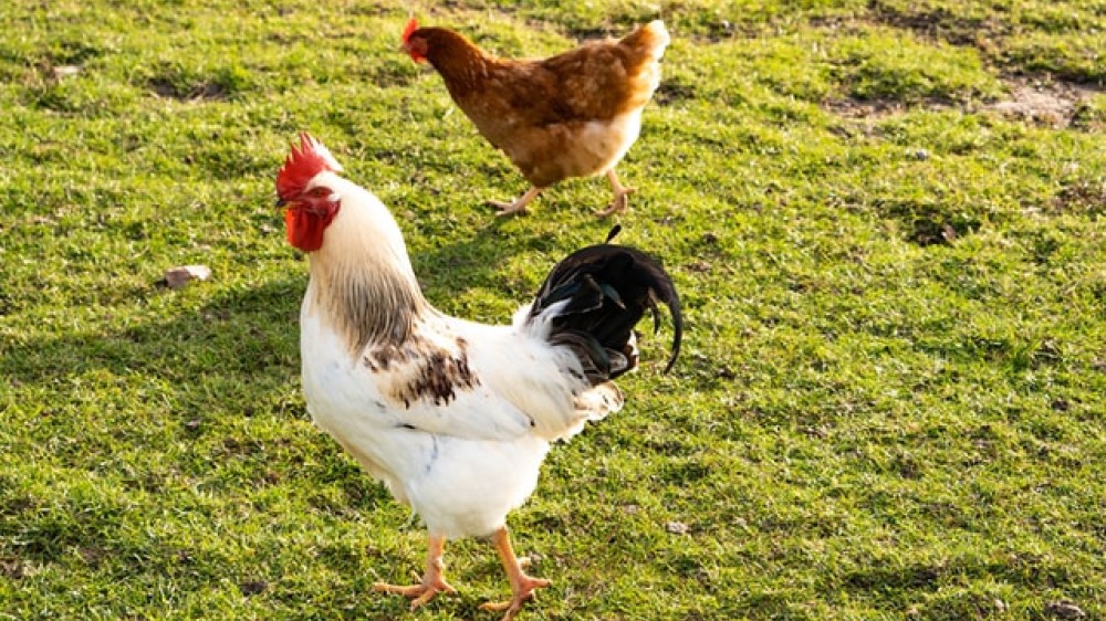 5 Tips Memulai Bisnis Ayam Petelur, Menjanjikan!