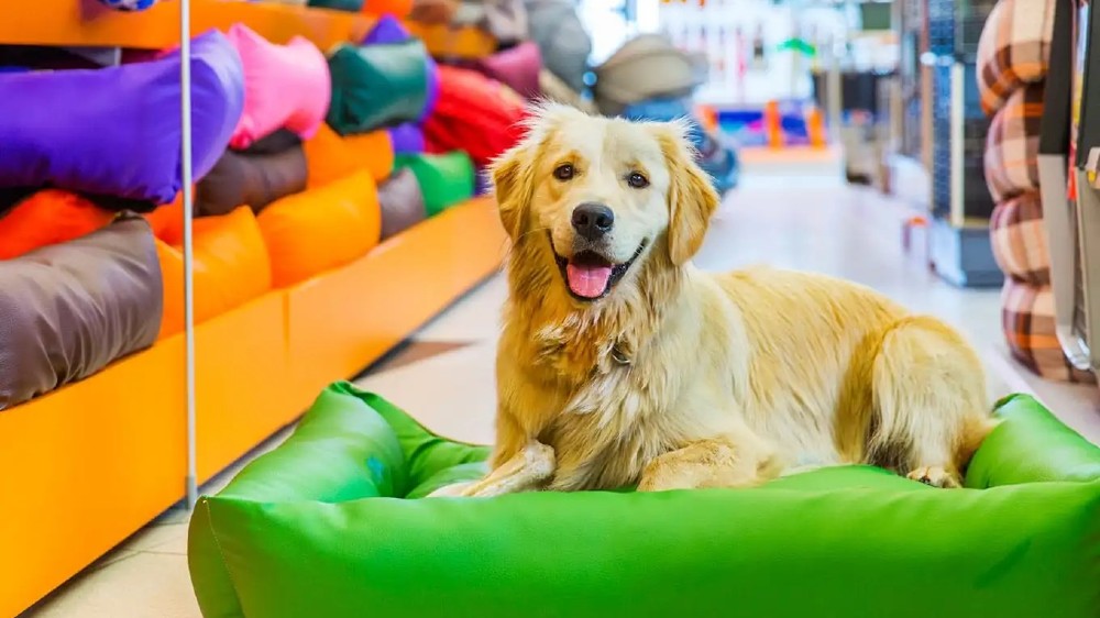Peluang Bisnis Pet Shop, Begini Cara Memulainya