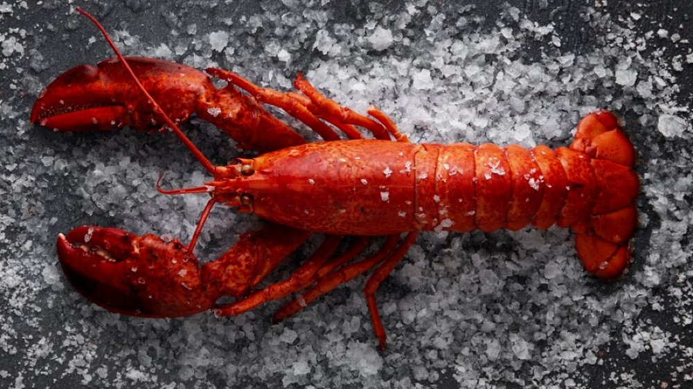 Bisnis Lobster, Intip Inovasi dan Peluangnya agar Untung!