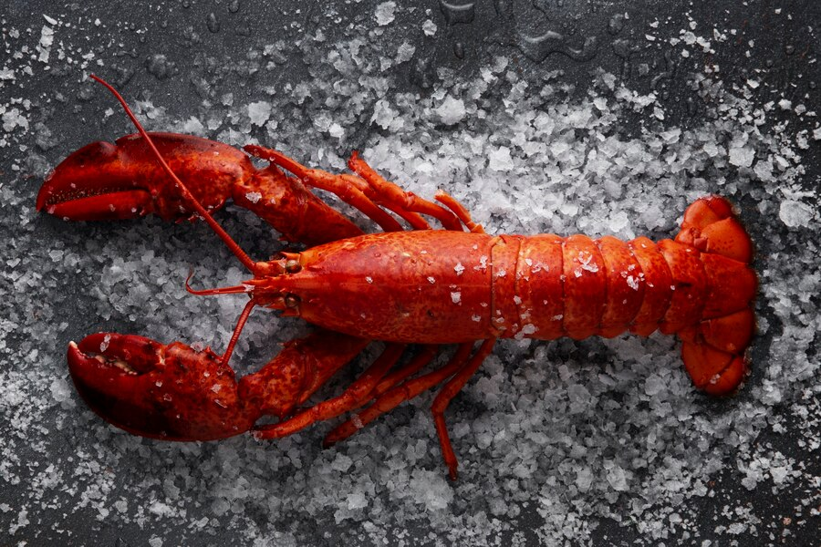 bisnis lobster

