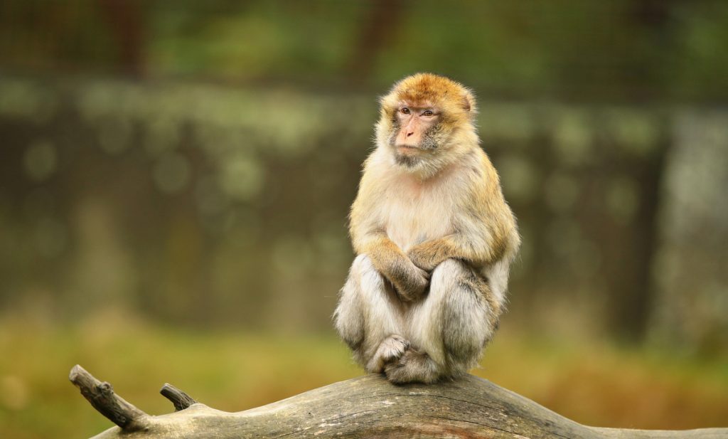 Apa Itu Monkey Business? Pengertian, Contoh, dan Cara Menghindari